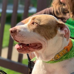 Meet your Posher, Gabriel